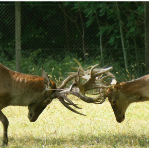 Two bucks locking horns in a grassy clearing.
